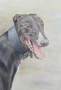 greyhound, dog, pet portrait, art