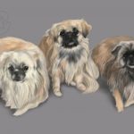 dogs, tibetan spaniel, spaniel, art, digital art, portrait, pet portrait, commission, artwork, group portrait