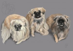 dogs, tibetan spaniel, spaniel, art, digital art, portrait, pet portrait, commission, artwork, group portrait
