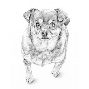 pencil drawing dog portrait commission