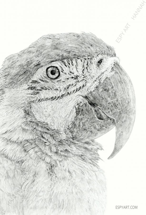 macaw